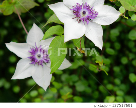 キンポウゲ科テッセンの開花 キンポウゲ科テッセンの開花 127517691