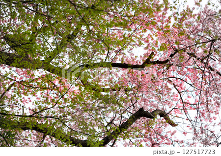 桜と新緑の風景 桜と新緑の風景 127517723