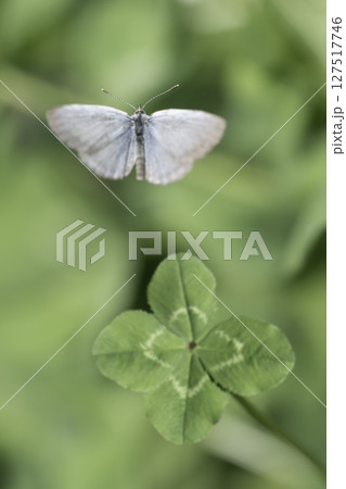 幸福を呼ぶ四つ葉のクローバーと小さな蝶々 127517746