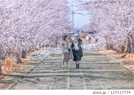 桜並木道 127517774