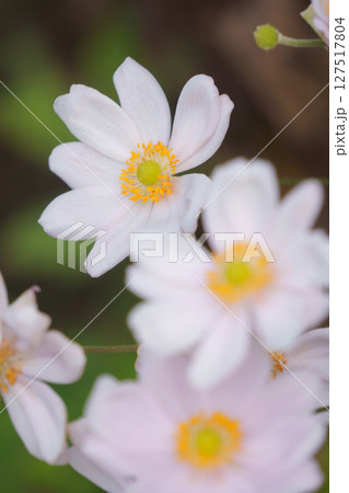 白いシュウメイギクの花 127517804