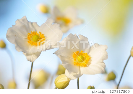 花畑に咲く白いシュウメイギクの花 127517809