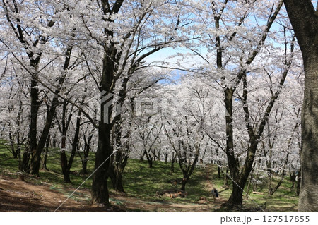 満開の桜に埋め尽くされた弘法山古墳 満開の桜に埋め尽くされた弘法山古墳 127517855