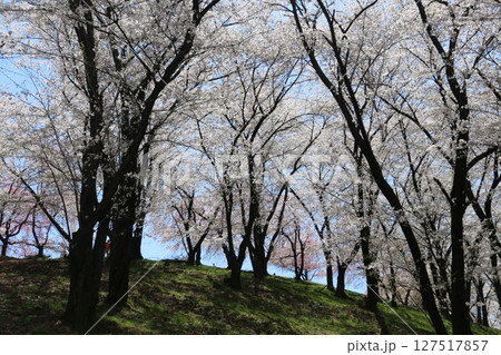 満開の桜に埋め尽くされた弘法山古墳 満開の桜に埋め尽くされた弘法山古墳 127517857