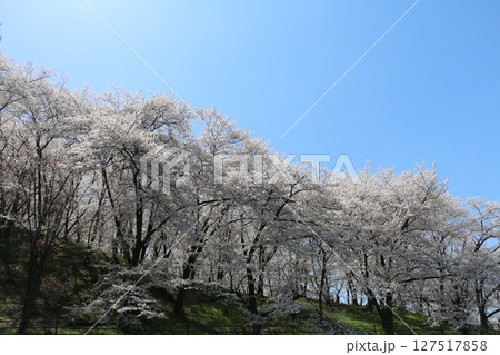 満開の桜に埋め尽くされた弘法山古墳 満開の桜に埋め尽くされた弘法山古墳 127517858