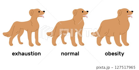 Stages of dog weight gain from emaciation. Normality to obesity process. Exhaustion and adiposity. Domestic animal care. Slim and fat labrador. Obese puppy. Slender mammal. Vector vet set Stages of dog weight gain from emaciation. Normality to obesity process. Exhaustion and adiposity. Domestic animal care. Slim and fat labrador. Obese puppy. Slender mammal. Vector vet set 127517965