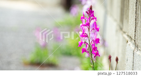 島の路地にひっそりと咲く姫金魚草（リナリア） 127518033