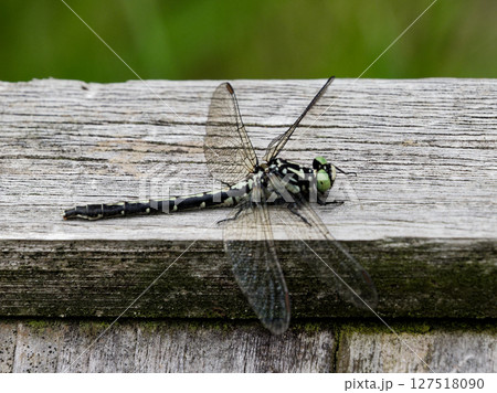 湿地木道で静止するサナエトンボ科フタスジサナエ♂ 127518090