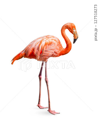 flamingo (Phoenicopterus ruber) Heart shape, neck curl and standing posture isolated on white background. 127518273