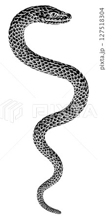 Snake Coiled Serpent Vintage Style Illustration 127518304