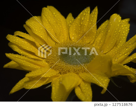 Sunflower with Dew and Curled Petal Close-Up 127518676