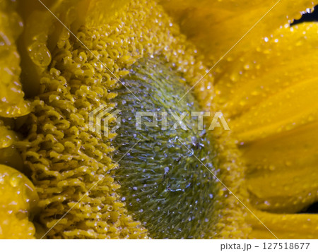 Sunflower Center Macro with Dewdrops and Petals 127518677
