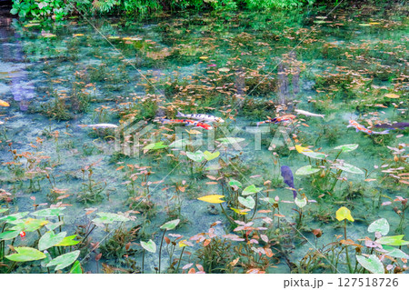 岐阜県関市の名もなき池 127518726