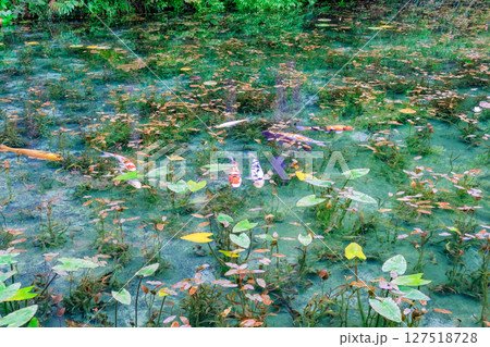 岐阜県関市の名もなき池 127518728