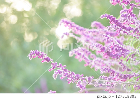 光を浴びる紫の花　ブルーサルビア 127518805