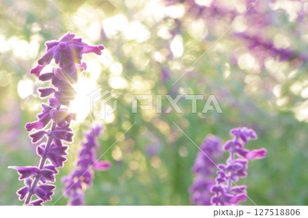 夕日に輝くブルーサルビア 127518806