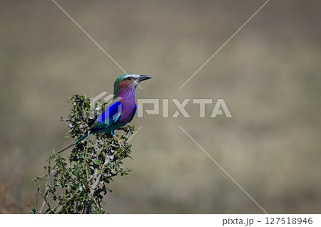 Lilac-breasted roller on bush holding head high Lilac-breasted roller on bush holding head high 127518946