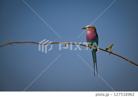 Lilac-breasted roller on slim branch looking left 127518962