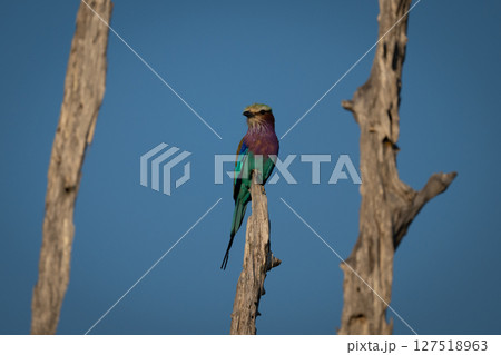 Lilac-breasted roller on stump between two others Lilac-breasted roller on stump between two others 127518963