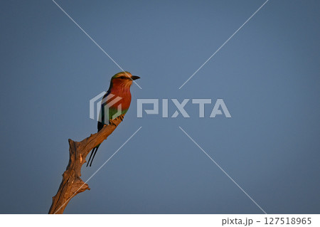 Lilac-breasted roller on stump in warm light 127518965