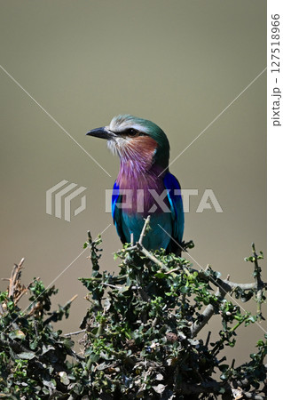 Lilac-breasted roller on tangled bush gazing left 127518966