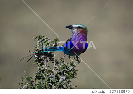 Lilac-breasted roller on tangled bush turning head 127518970