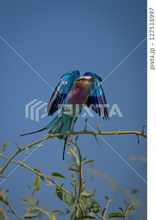 Lilac-breasted roller taking off from tangled bushes Lilac-breasted roller taking off from tangled bushes 127518997