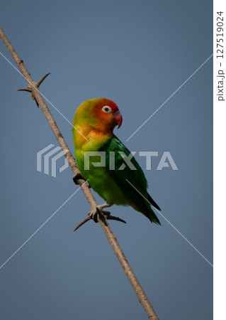 Lilian lovebird turns back on thin branch Lilian lovebird turns back on thin branch 127519024