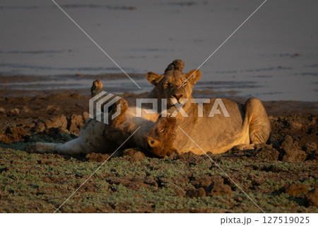 Lioness lies playing with cub beside river Lioness lies playing with cub beside river 127519025