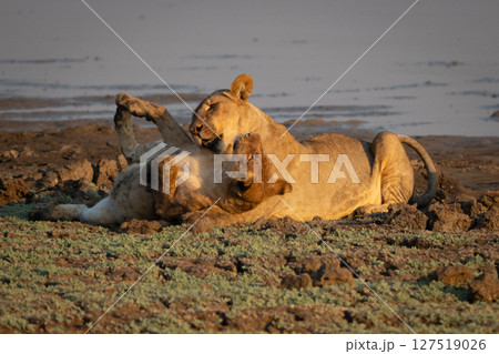 Lioness lies playing with cub by river Lioness lies playing with cub by river 127519026