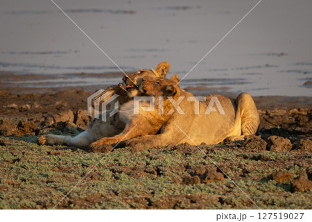 Lioness lies playing with cub by water Lioness lies playing with cub by water 127519027