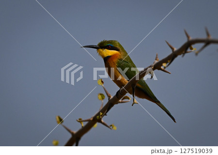 Little bee-eater eyeing camera from thorny branch 127519039
