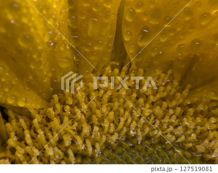 Extreme Macro of Sunflower Center and Petals with Dewdrops Extreme Macro of Sunflower Center and Petals with Dewdrops 127519081