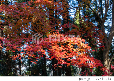 南高尾セブンサミッツトレイル、高尾山周辺 南高尾セブンサミッツトレイル、高尾山周辺 127519913