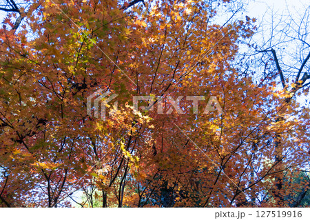 南高尾セブンサミッツトレイル、高尾山周辺 南高尾セブンサミッツトレイル、高尾山周辺 127519916