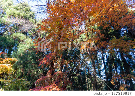 南高尾セブンサミッツトレイル、高尾山周辺 南高尾セブンサミッツトレイル、高尾山周辺 127519917