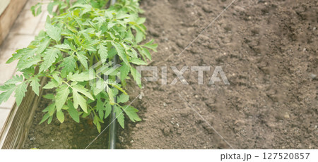 Growing tomatoes in the garden, tomato seedling. Banner with copy space. Growing tomatoes in the garden, tomato seedling. Banner with copy space. 127520857
