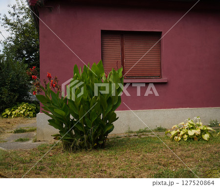 Red courtyard wall of Chinese classical palace 127520864