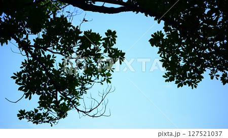 樹木と青空 127521037