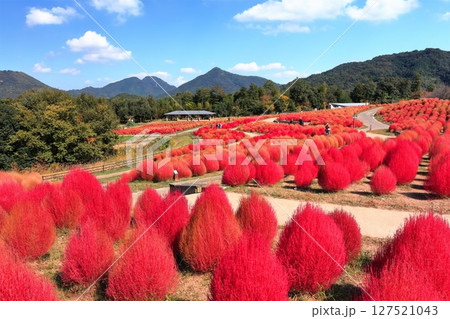 【香川県】秋の国営讃岐まんのう公園（真っ赤に紅葉したコキア） 127521043