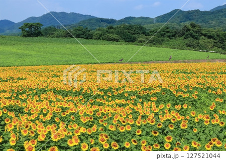 【香川県】まんのう町「中山ひまわり団地 」の（向日葵畑） 127521044
