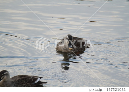 荒尾市 港 野鳥、 荒尾市 港 野鳥、 127521081