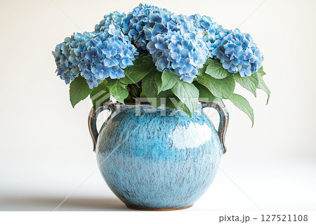 Big Hydrangea bush in rustic pot with fleshy leaves and pink flowers on a white background. Big Hydrangea bush in rustic pot with fleshy leaves and pink flowers on a white background. 127521108