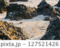 南の島の海辺を歩くヤドカリ 南の島の海辺を歩くヤドカリ 127521426