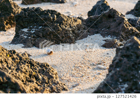 南の島の海辺を歩くヤドカリ 127521426