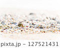 南の島の海辺を歩くヤドカリ 南の島の海辺を歩くヤドカリ 127521431