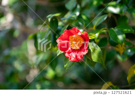 赤い椿の花 127521621