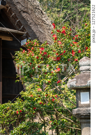 花に囲まれた茅葺き屋根の家 花に囲まれた茅葺き屋根の家 127521622