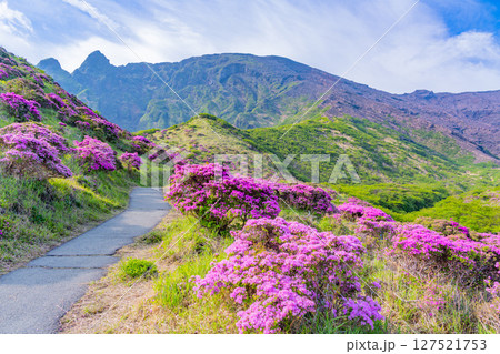 （熊本県）遊歩道のミヤマキリシマが美しい、阿蘇山・仙酔峡（せんすいきょう） 127521753