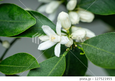 Blooming citrus calamondin tree with scented flowers at home. Flowering houseplant Tangerine Blooming citrus calamondin tree with scented flowers at home. Flowering houseplant Tangerine 127521955